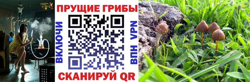 Галлюциногенные грибы Psilocybe  Искитим 